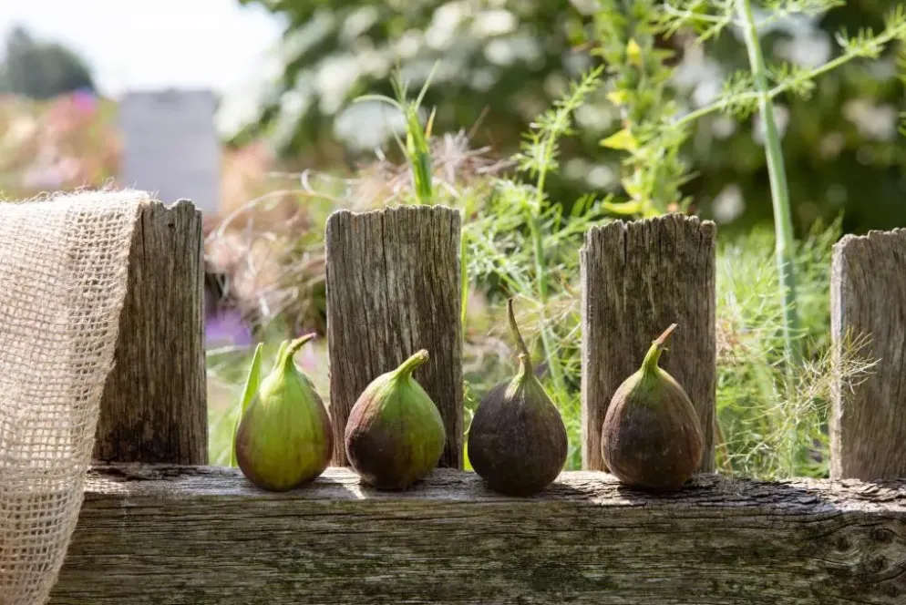 Ficus carica (Vijg) op stam 200cm