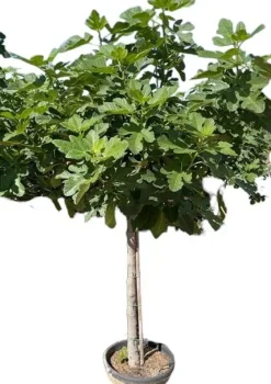 Ficus carica (Vijg) op stam 200cm