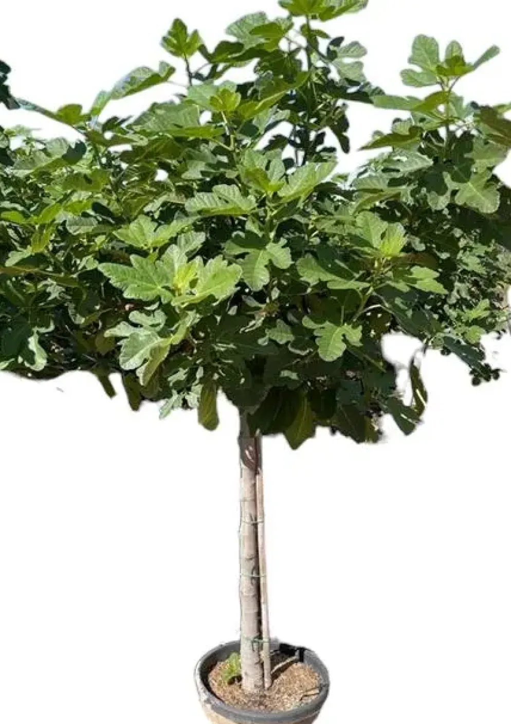 Ficus carica (Vijg) op stam 200cm