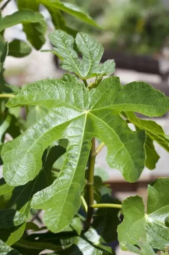 Ficus carica (Vijg) op stam 200cm