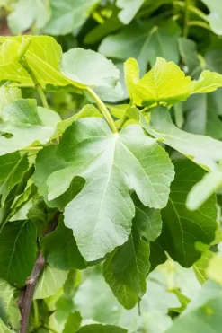 Ficus carica (Vijg) op stam 200cm
