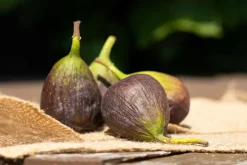 Ficus carica (Vijg) op stam 200cm