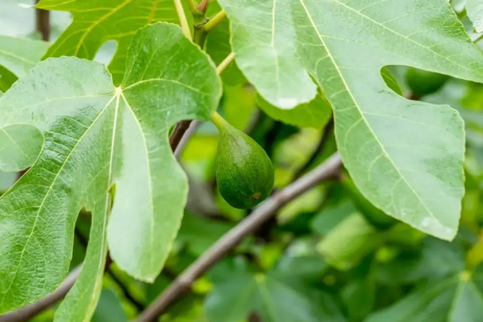 Ficus carica (Vijg) op stam 200cm