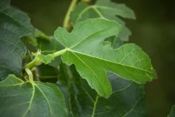 Ficus carica (Vijg) op stam 200cm