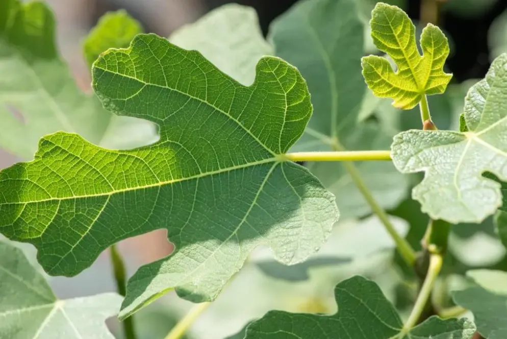 Ficus carica (Vijg) op stam 200cm