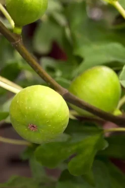 Ficus carica (Vijg) op stam 200cm