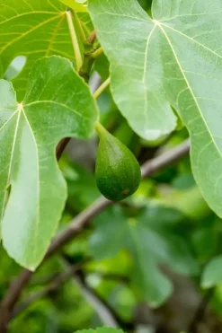 Ficus carica (Vijg) op stam 200cm