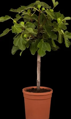 Ficus carica (Vijg) op stam 200cm