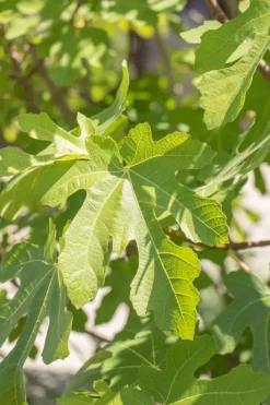 Ficus carica (Vijg) op stam 200cm