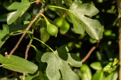 Ficus carica (Vijg) op stam 200cm