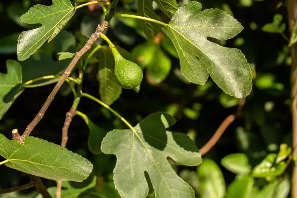 Ficus carica (Vijg) op stam 200cm