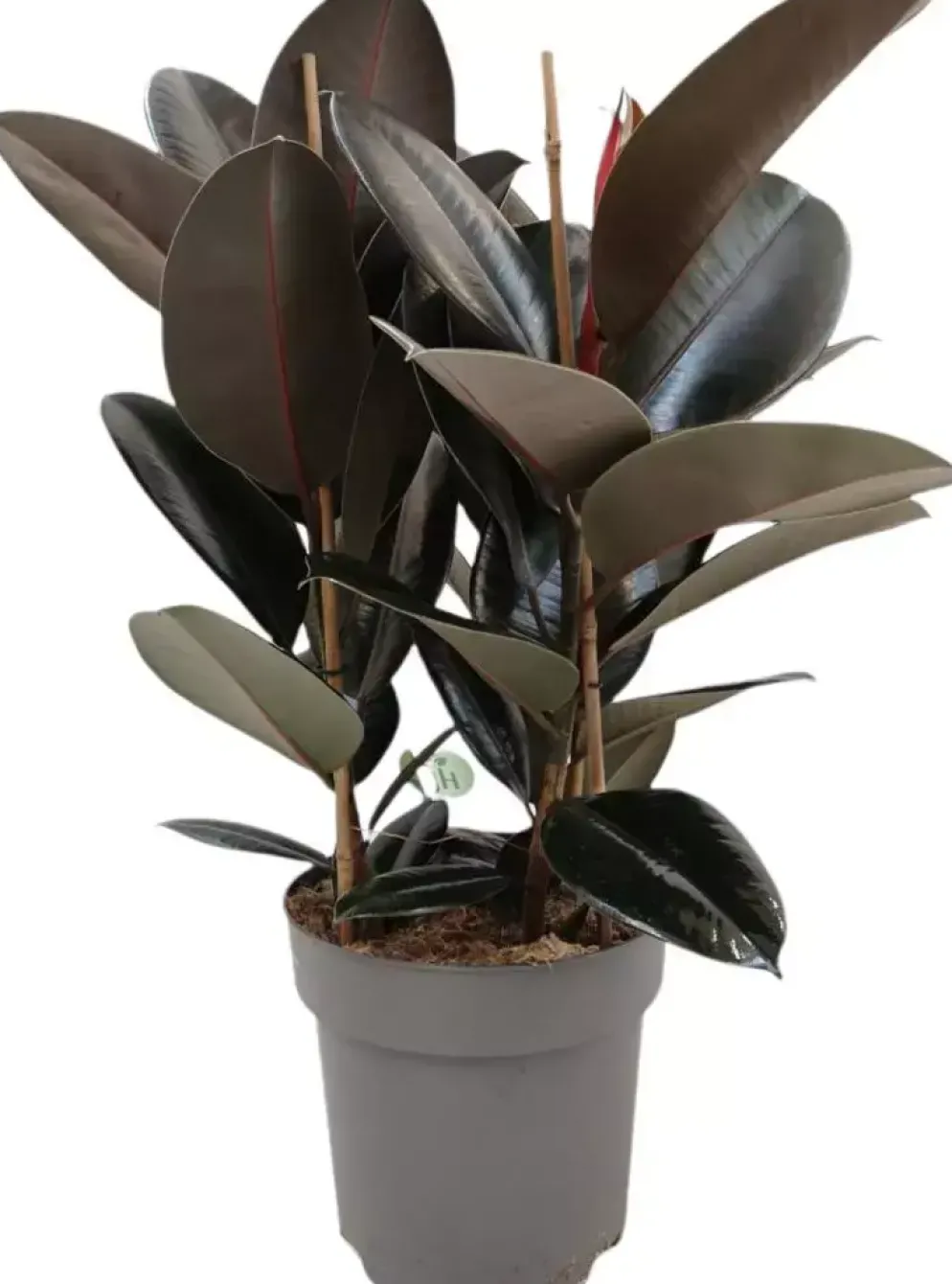 Ficus elastica 'Abidjan' (Rubberplant) 80cm