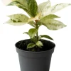 Ficus elastica 'Schrijveriana' (Rubberplant) 10cm