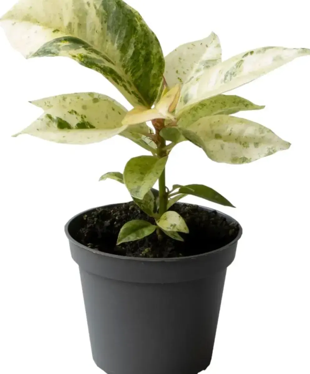 Ficus elastica 'Schrijveriana' (Rubberplant) 10cm