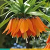 Fritillaria imp. Aurora 1 stuks
