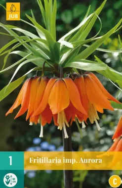 Fritillaria imp. Aurora 1 stuks