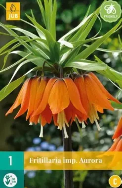 Fritillaria imp. Aurora 1 stuks