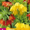 Fritillaria imperialis mix 3 stuks