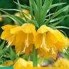Fritillaria imp. Lutea 1 stuks