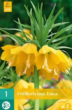Fritillaria imp. Lutea 1 stuks