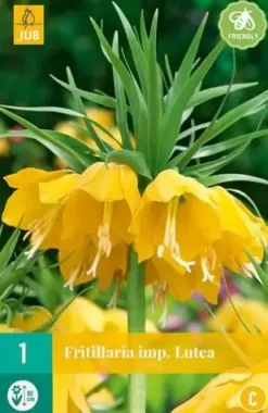 Fritillaria imp. Lutea 1 stuks