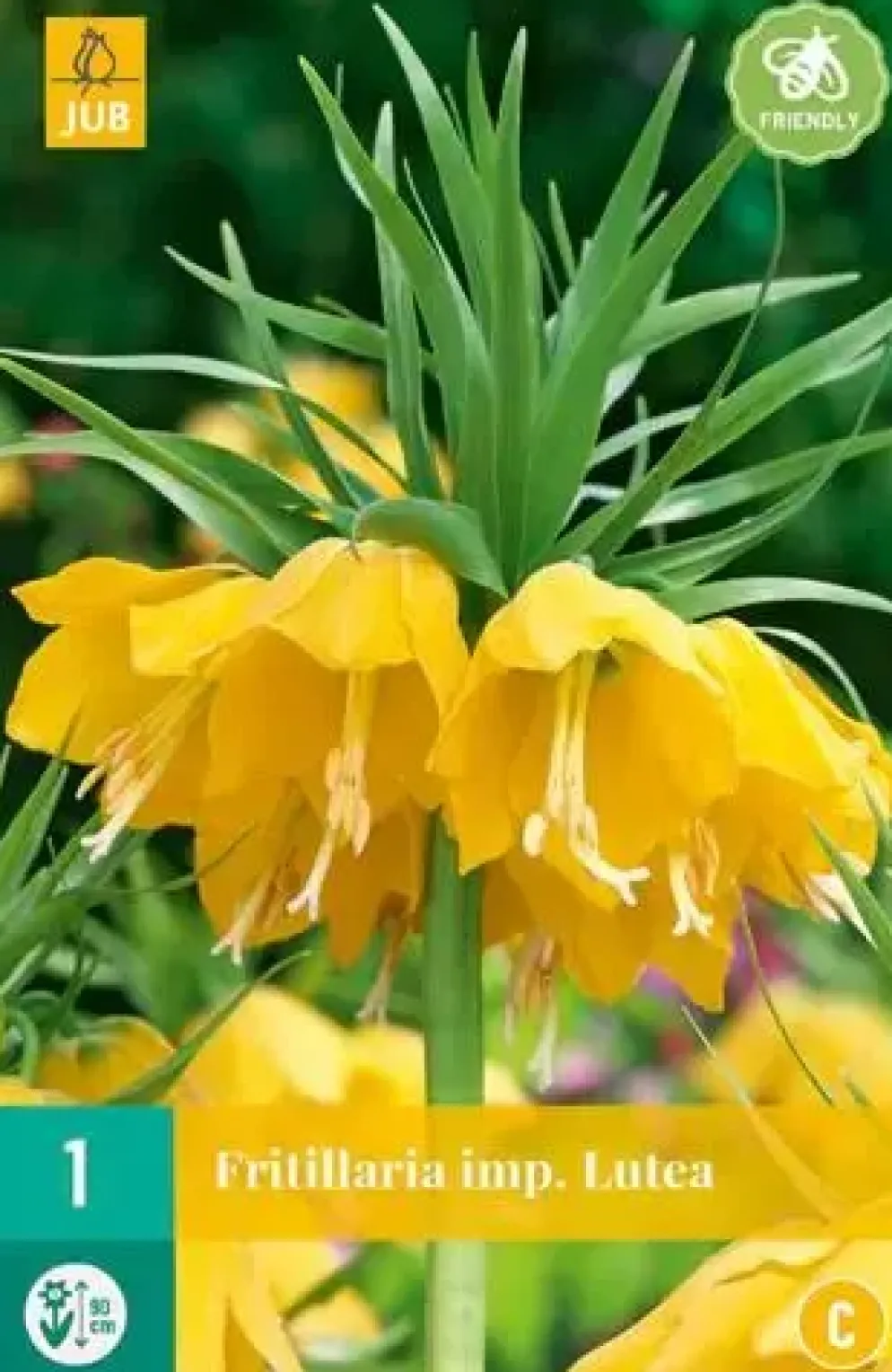 Fritillaria imp. Lutea 1 stuks
