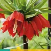Fritillaria imp. Rubra 1 stuks