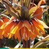 Fritillaria imp. sunset 1 bloembollen