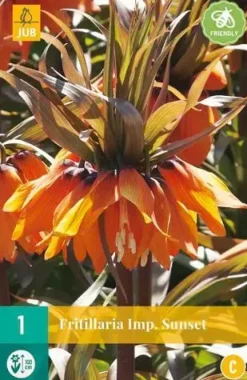 Fritillaria imp. sunset 1 bloembollen