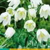 Fritillaria meleagris Alba 10 stuks