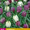 Fritillaria meleagris mix 30 bloembollen