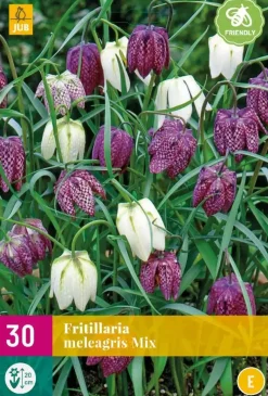 Fritillaria meleagris mix 30 bloembollen