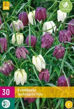 Fritillaria meleagris mix 30 bloembollen