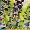 Fritillaria persica 1 stuks