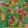 Fritillaria uva-vulpis 15 stuks
