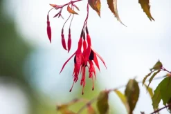 Fuchsia 'Riccartonii' (Fuchsia)