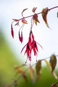 Fuchsia 'Riccartonii' (Fuchsia)