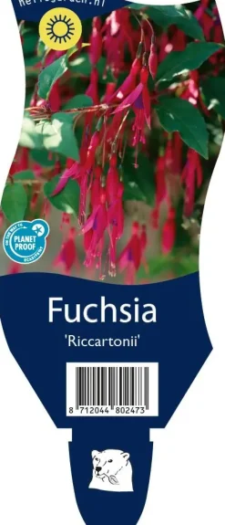 Fuchsia 'Riccartonii' (Fuchsia)
