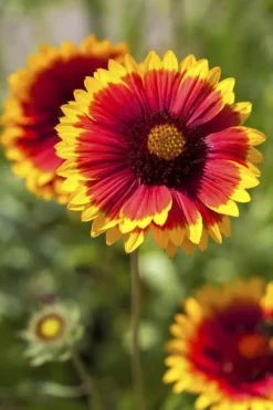 Gaillardia (Kokardebloem)