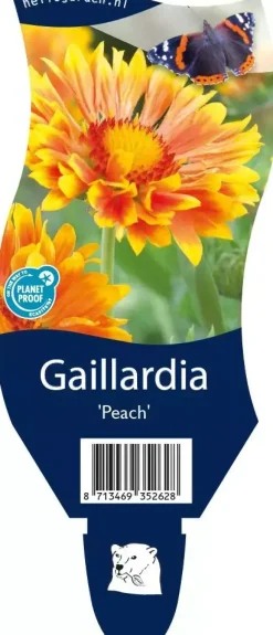 Gaillardia 'Peach' (Kokardebloem)