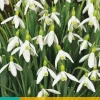 Galanthus elwesii 10 sneeuwklokjes