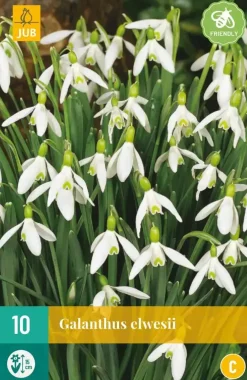 Galanthus elwesii 10 sneeuwklokjes