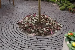 Gardenlux Gebakken Waalformaat Hollandse Streken Getrommeld Betuwe 5x20x6 cm