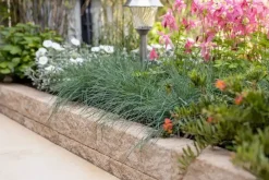Gardenlux Rockline Walling Small Mosselkalk 40x10x10 cm