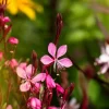 Gaura lindheimeri, rot (Prachtkaars)