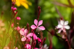 Gaura lindheimeri, rot (Prachtkaars)