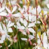 Gaura lindheimeri 'Whirling Butterflies' (Prachtkaars)