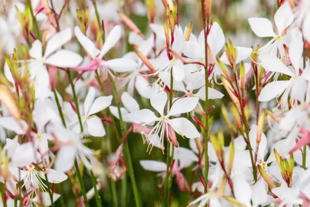 Gaura lindheimeri 'Whirling Butterflies' (Prachtkaars)
