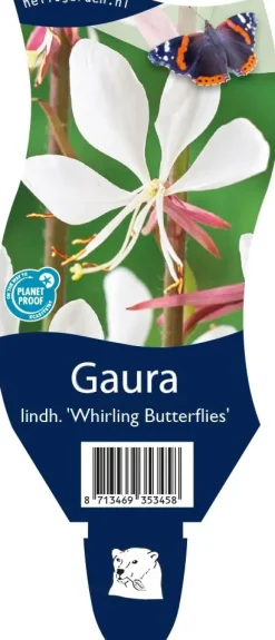 Gaura lindheimeri 'Whirling Butterflies' (Prachtkaars)
