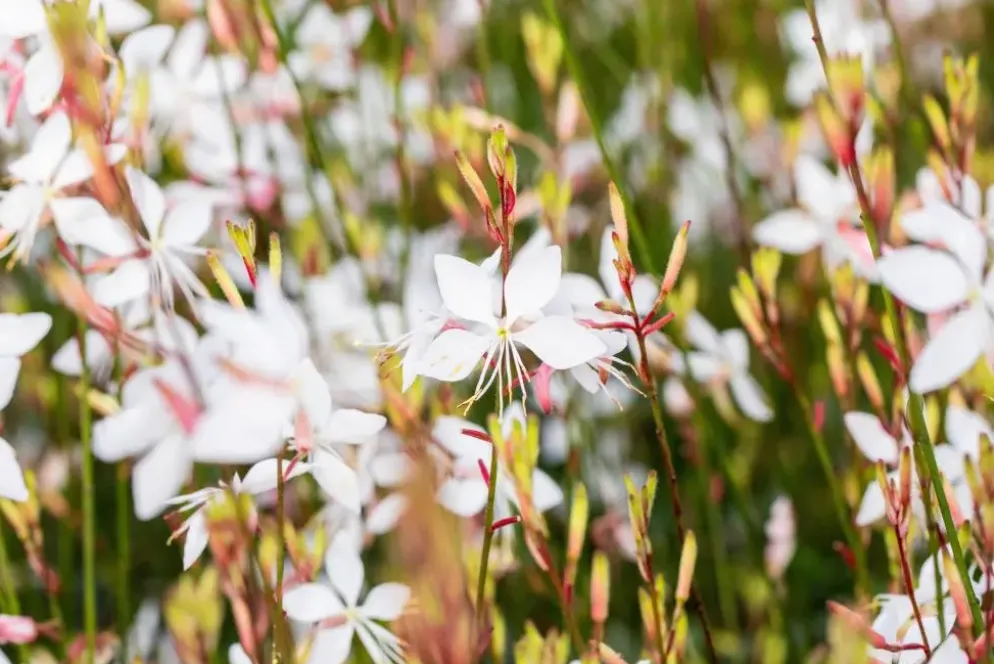 Gaura lindheimeri 'Whirling Butterflies' (Prachtkaars)